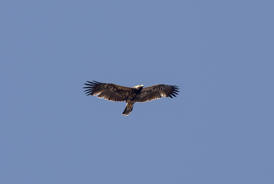 Birding in one of the most ancient European countries (Birds & Ancient History) -NEW-